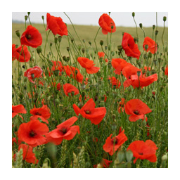 coquelicots