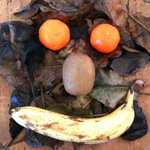 arcimboldo de face